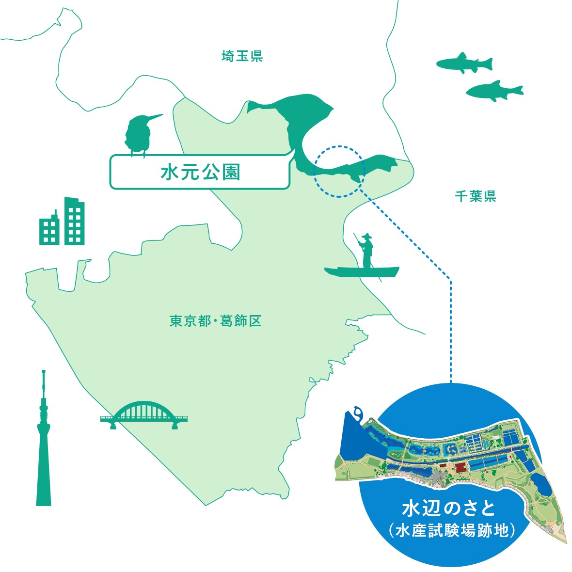 水元公園は東京都葛飾区の北東部に位置し、埼玉県の境に接しています。