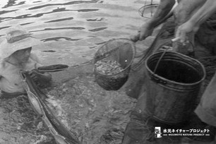 池に入った男性が漁網を支え持ち、陸にいる職員が網で稚鯉をすくい上げている。