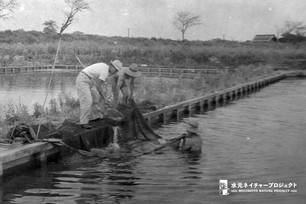 池に入った男性が漁網を支え持ち、陸にいる職員が網で稚鯉をすくい上げています。