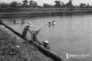 試験場の池に入り上半身まで水に浸かって漁網を張る職員たち。