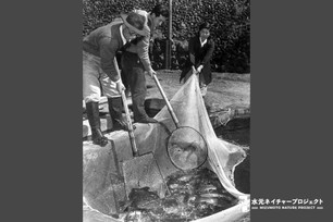 二人の男性が漁網の中にいる大量の鯉を玉網ですくい上げている。
