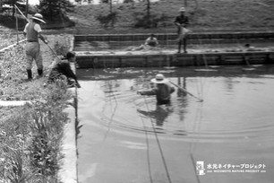 一人の職員が胴長を履いて試験場の池の中に入り、他の職員が陸から見守っている。