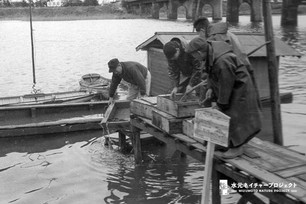 四人の職員が桟橋から川へ鯉を放流している。