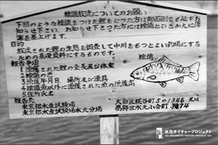 木製の立て看板。標識のついた鯉を放流する目的と、漁獲したら試験場に報告の願いが書かれている。