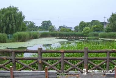 水元公園東側にある「ごんぱち池」は、都内で唯一のアサザ自生地となっています。