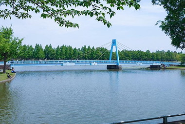 小合溜（こあいだめ）にかかる水色の橋です。現在の水元大橋が完成する前は長さ63m、有効幅員1.5m、松杭丸太基礎の木製の橋でした。