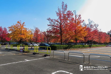紅葉したモミジバフウの木。この駐車場は災害時ヘリポートになります。