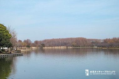 江戸時代、田畑のための用水路の起点として誕生した溜め池です。