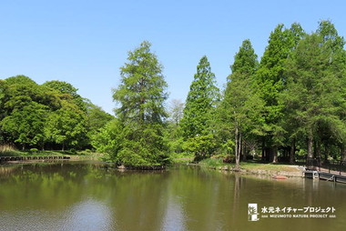 ポンドサイプレスの木が池の周りを囲むように生えています。木道を通って池の上を歩くことができます。